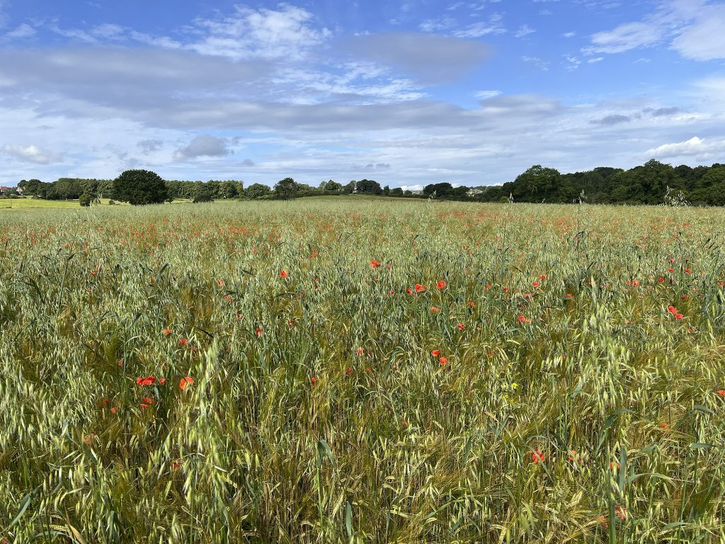 Poppy Field