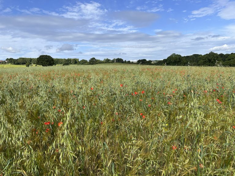 Poppy Field